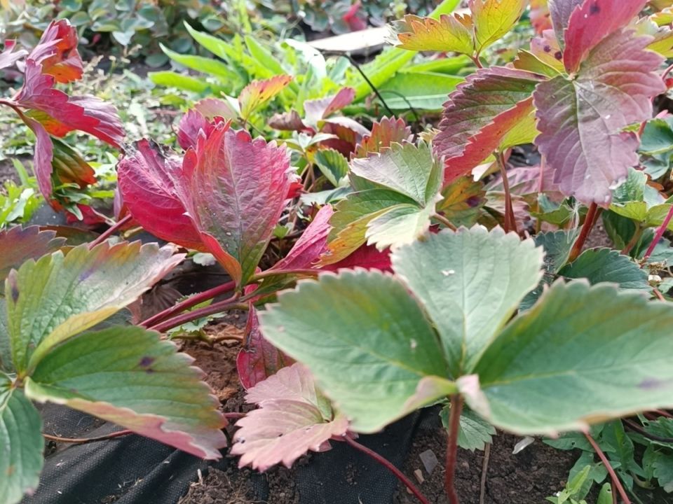 Секреты успешного ухода за земляникой: что делать после сбора урожая в июле