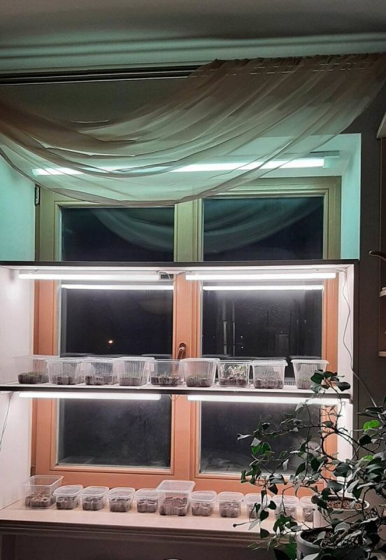 Фитолампы нового поколения: как освещение радует не только растения