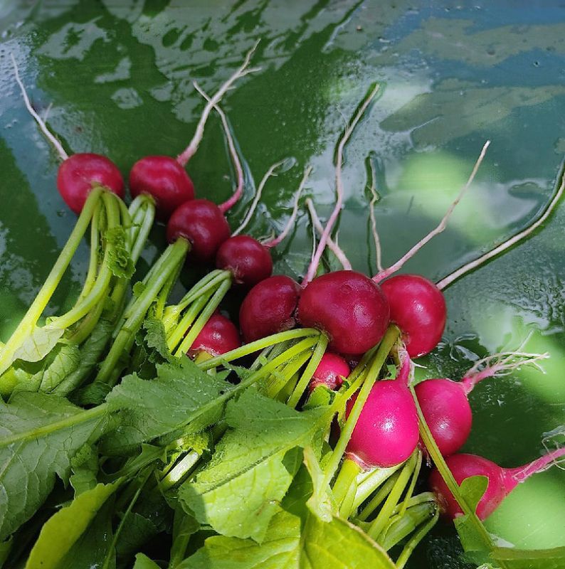 Как защитить редис от капустной мухи: советы для огородников