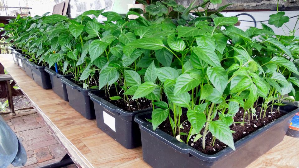 Как садовый диатомит улучшает рост рассады: простые секреты для огородников