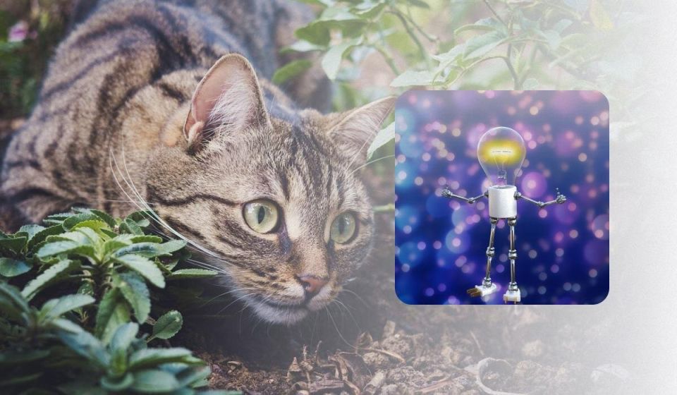 Как естественным образом отвадить кошек от вашего сада