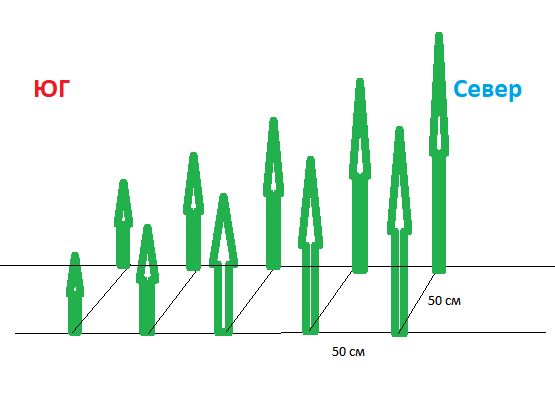Модные схемы посадки: стоит ли выбирать двухтоматы в одной лунке?