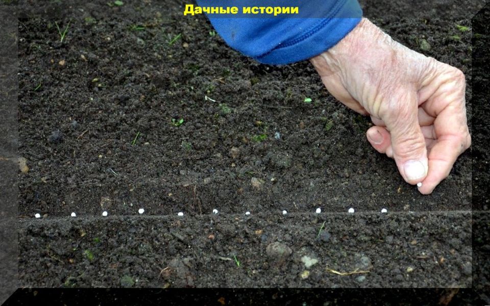 Всем огородникам на заметку: подзимний посев для раннего урожая