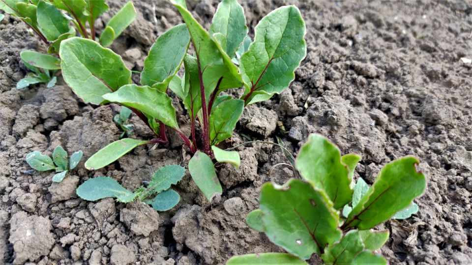 Секреты осенних урожаев: что сеять в конце июля для богатого плодоводства