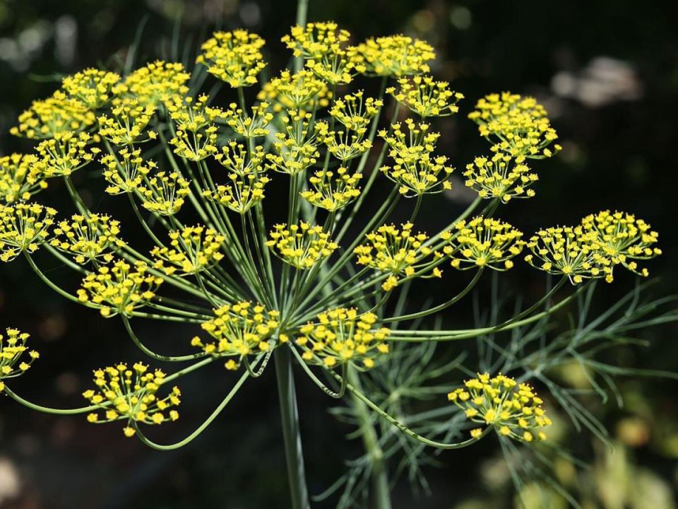 Когда пора убирать укроп: советы огородникам