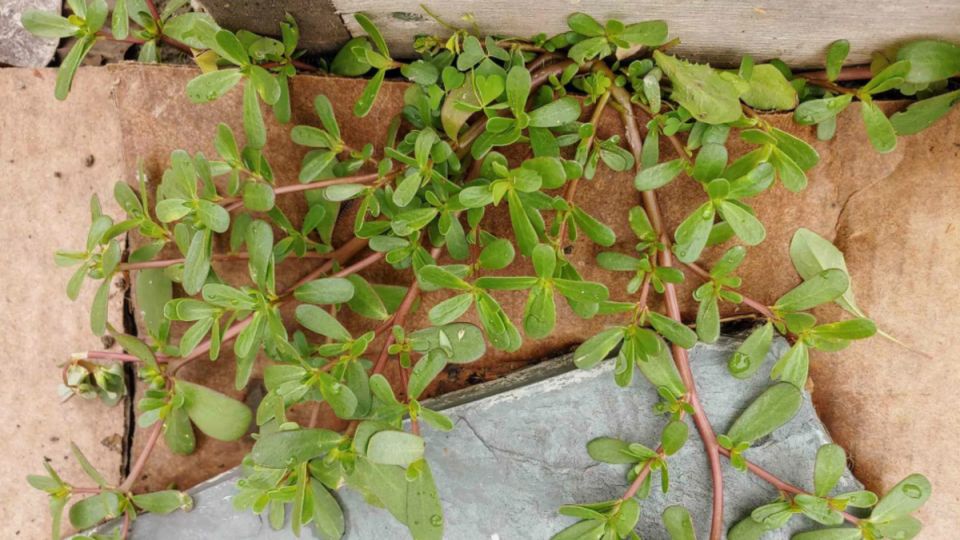 Как победить портулак: эффективные советы для огородников