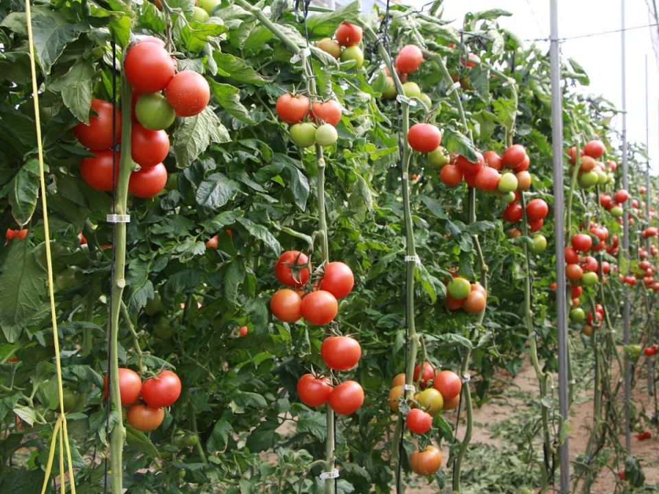 Пищевая сода для крепких и урожайных помидоров