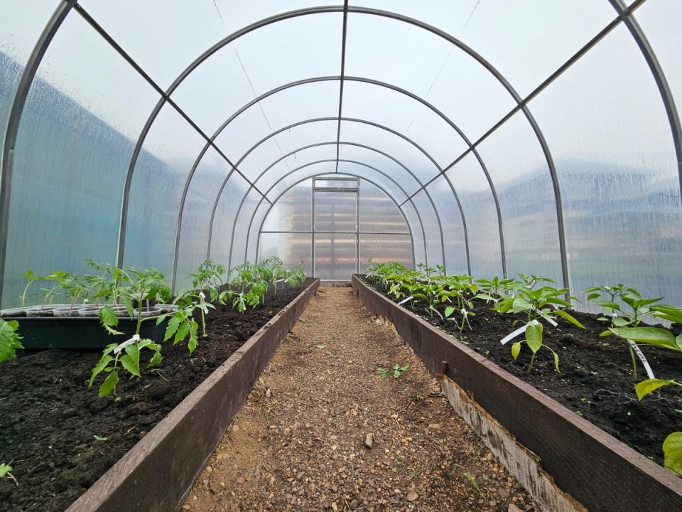 Как вырастить идеальные помидоры: секреты раннего урожая