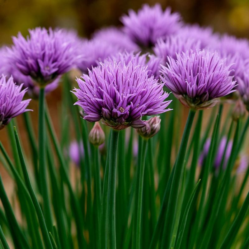 Шнитт-лук: секреты идеального урожая круглый год