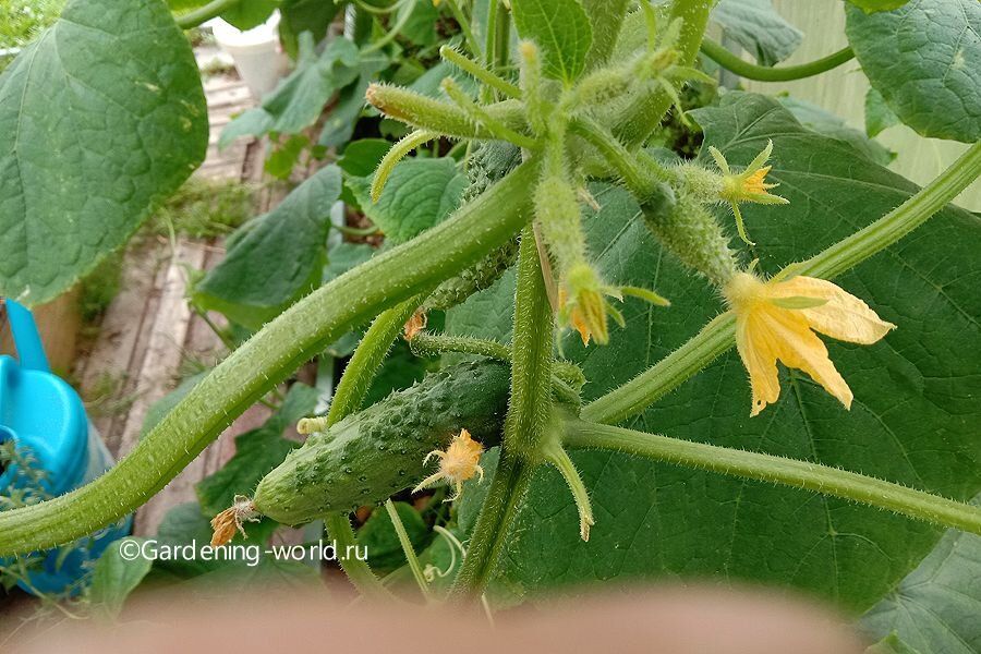 Тревожные симптомы огурцов: как выявить и устранить проблемы на ранних стадиях