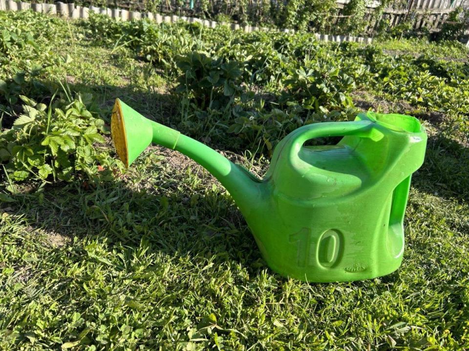 Как лунные фазы помогают вырастить вкусные помидоры и зелень