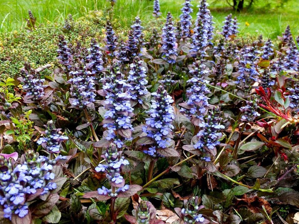   'Catlin's Giant':   ,     