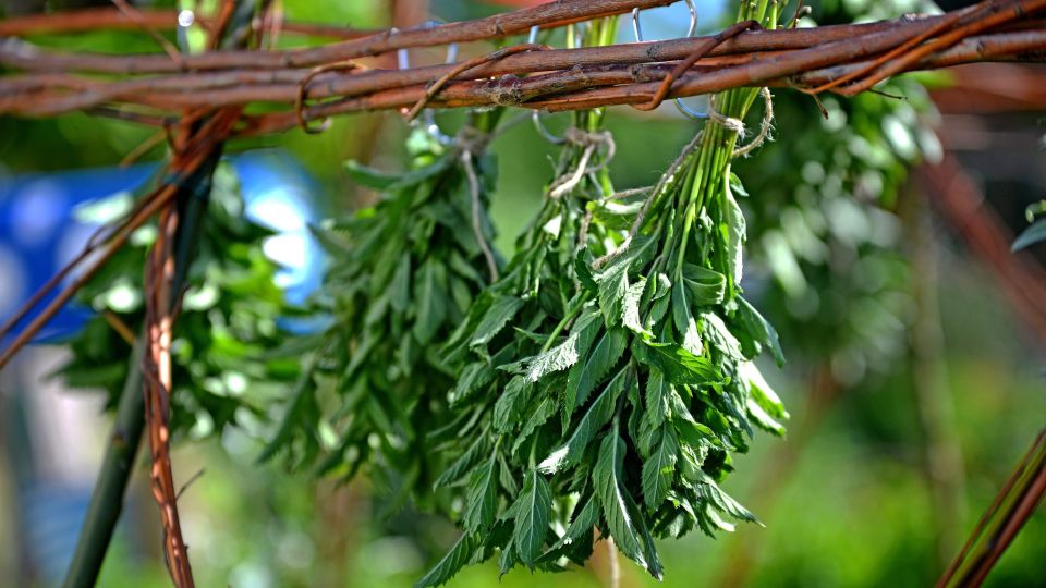 Свежая мята всегда будет под рукой и не завянет: сушить траву больше не придется