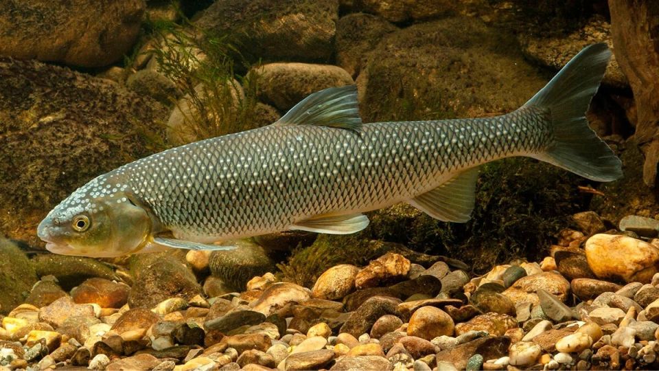 Вырезуб: редкий обитатель наших вод