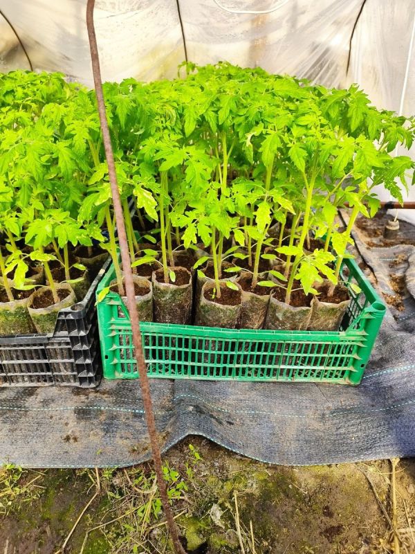 Необычный секрет, как банановая кожура оживила рассаду до неузнаваемости