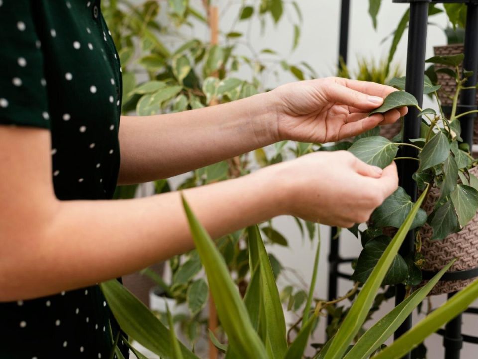Жесткая водопроводная вода: как она влияет на здоровье комнатных растений?