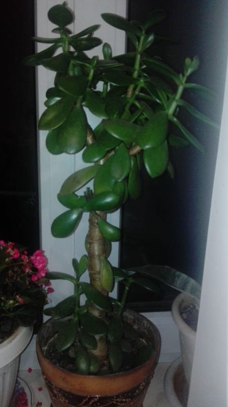 Открывая мир комнатных растений: что растет в современных домах?