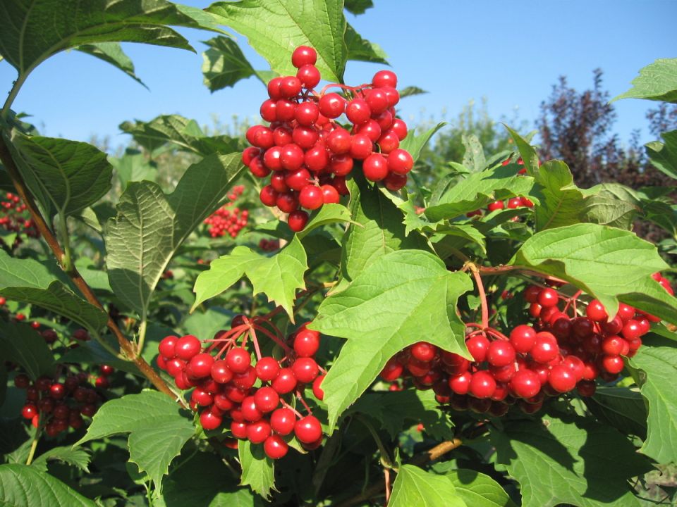 Калина: символ русской природы и культуры