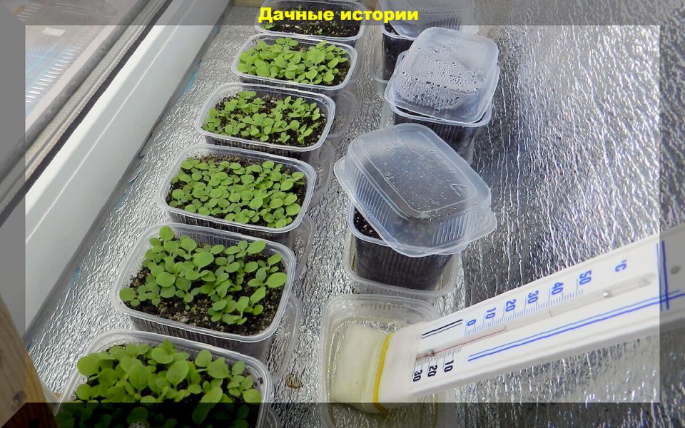 Успешное начало дачного сезона: посевные советы