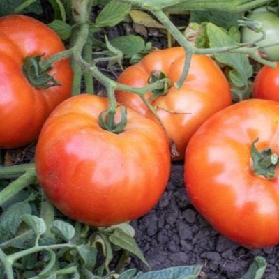 ����� ����: ������ ���� ������ ���������� ��������� �����������