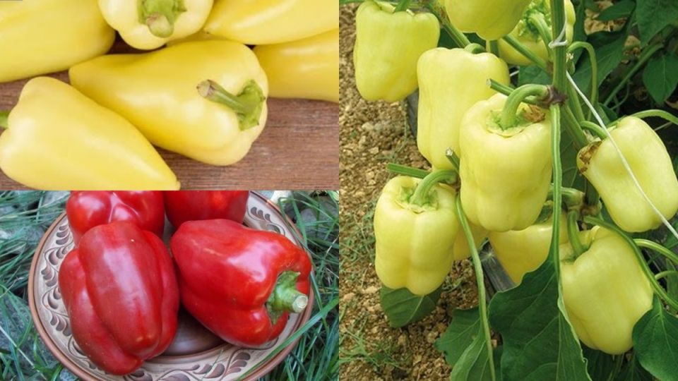 ������ �������� ������: ��� ����� �������� ����� ��� �������