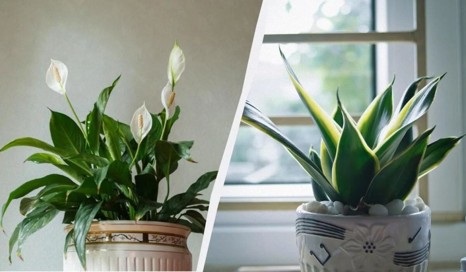 ��� �������� ������� ���������� �� ������� � ������� ������ � ����� ����