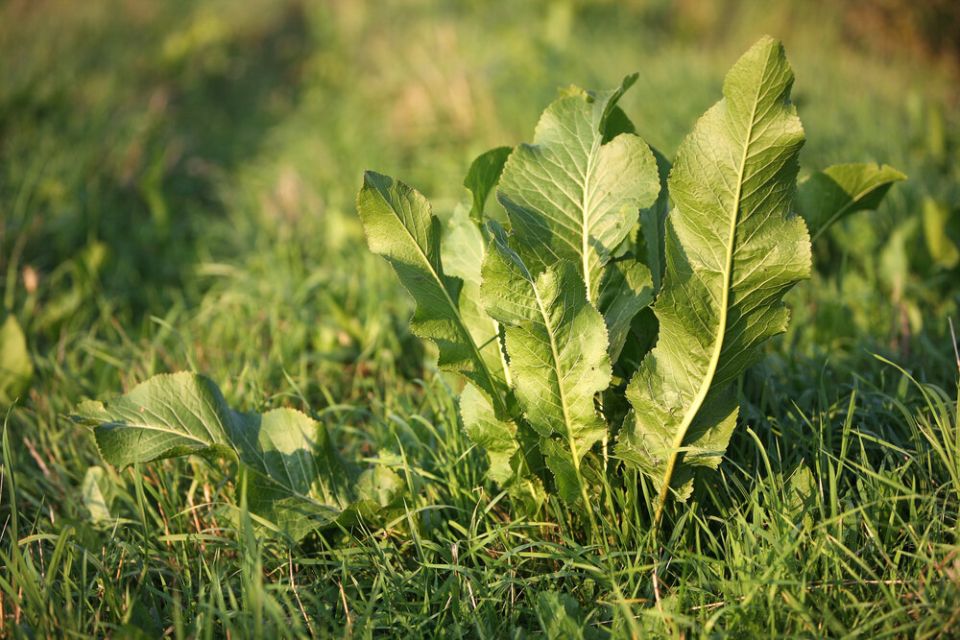 ������ �����: ����������� ������� �������������