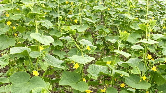 Увеличение урожайности огурцов: неожиданные открытие агрономов