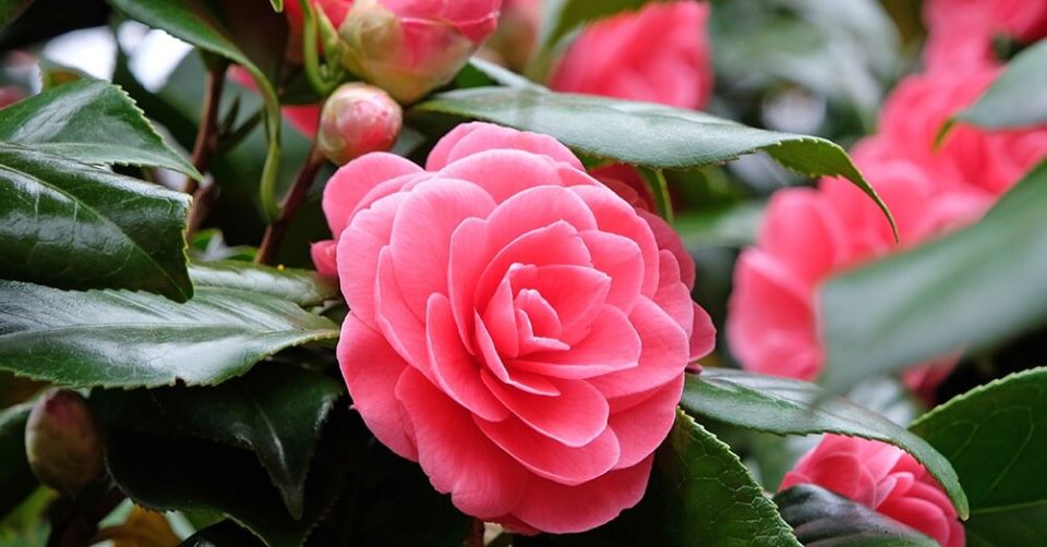 Камелия: как вырастить и сохранить эту капризную красоту