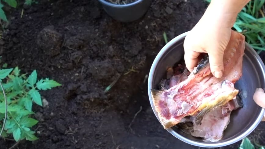 ������ ������: ��� ��������� ���������� �������� �������� ��������� ������� � ��������� ������