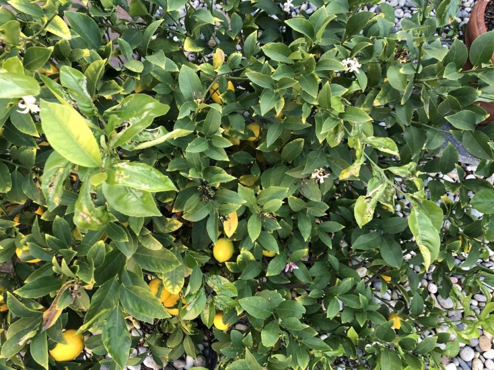 ��� ������ ����� ������� ���������� �� �������