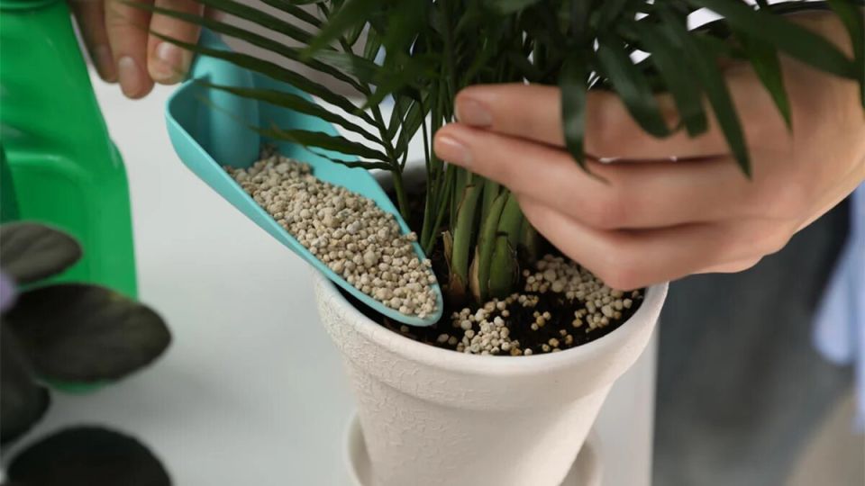 ��� ��������� ������������� ��������� �������� �����: ������� ����� � ������