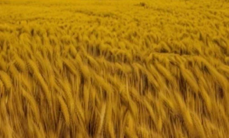 ������ ������: �������� ������ ������ ������ ������ � �������