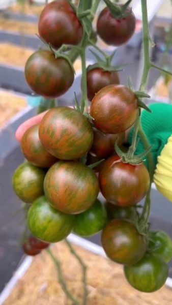 ����� ����� ��������: ������� � ���������� ����� ��� �����������