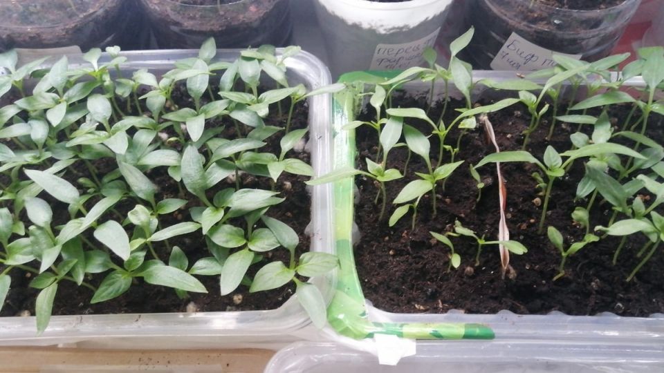 ������������ ������: �������� ���������� ������� �� ���������� ����� �����