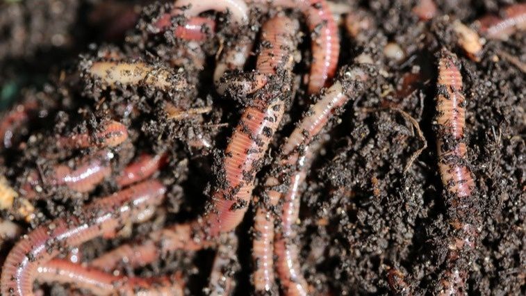 ��� �������� ������ ����� �����������: ������� ���������� ����� ������