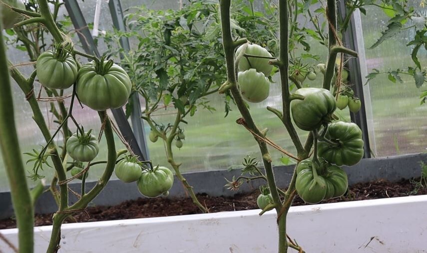 ������� ����� �� ������: ��� ����� ���������� ���� � ��������� ��������