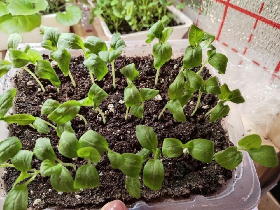 ��� ���������� ���� ������ ���������� �� ������� �� �����