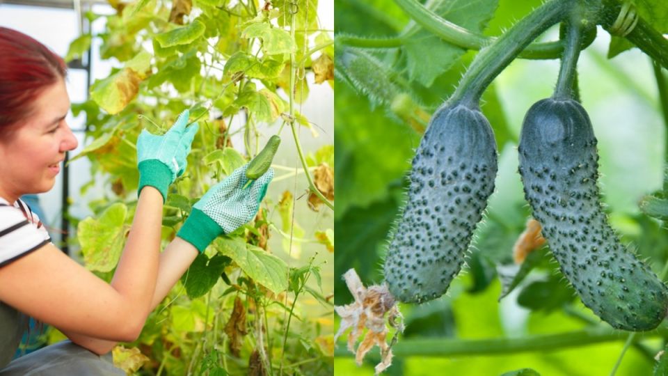 ��� ������� ���� ������ ������� � �������� ���������� ������ ������ ���