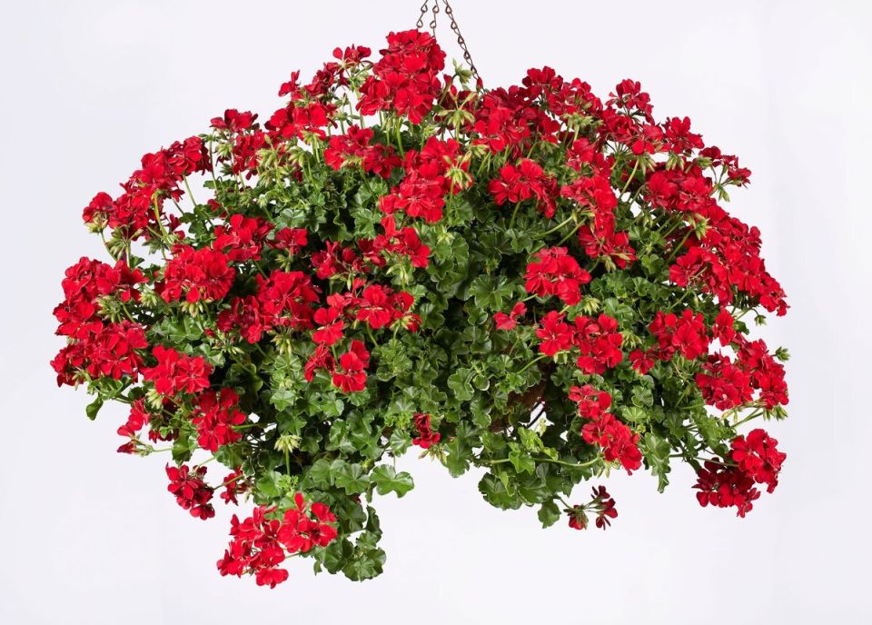 ����������� ��������� ���: ������� ������� ��� �����, ������� �������� �������