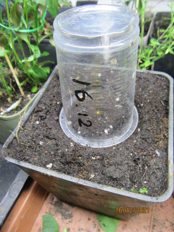 Как получить большую рассаду петунии из одного семечка без лишних затрат