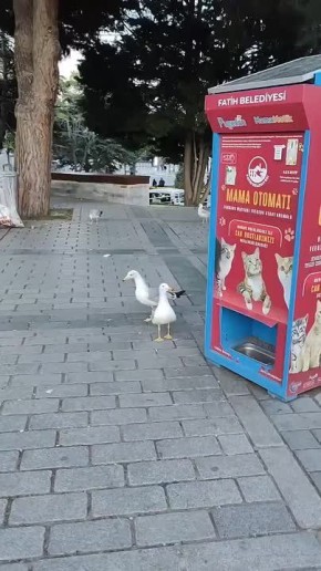   .             , ,     