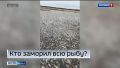 В славгородском озере Сикачи, где в марте погибла вся рыба, выявили вероятную причину замора