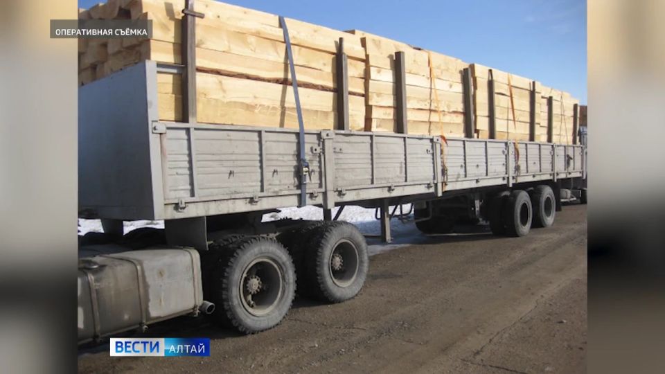 Ущерб алтайским лесам от чёрных лесорубов оценили в 15 млн руб