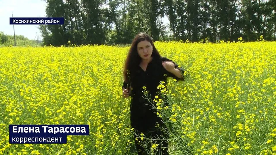В Алтайском крае стали сеять больше рапса