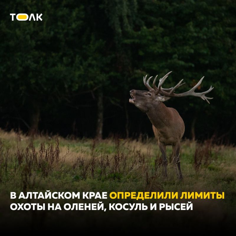 В Алтайском крае установили лимиты на охоту: кого и сколько можно добыть
