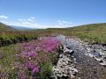 Кадрами природных красот с высоты 2000 метров над уровнем моря поделились в Алтайском заповеднике