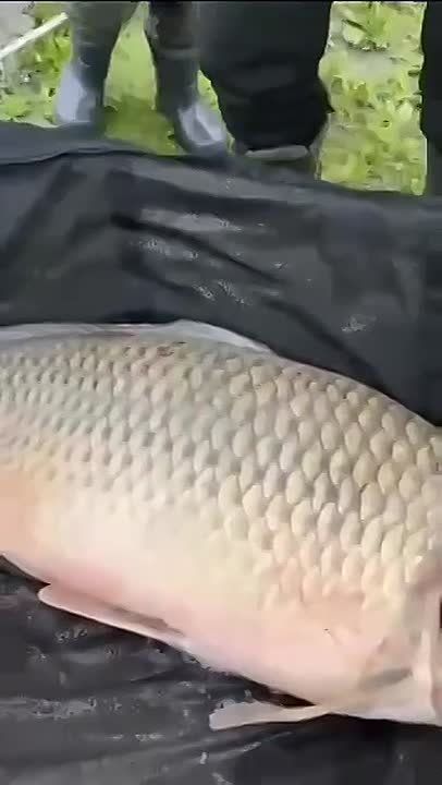       34 
