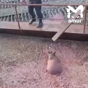 Работники завода спасли медвежонка из ямы на Камчатке