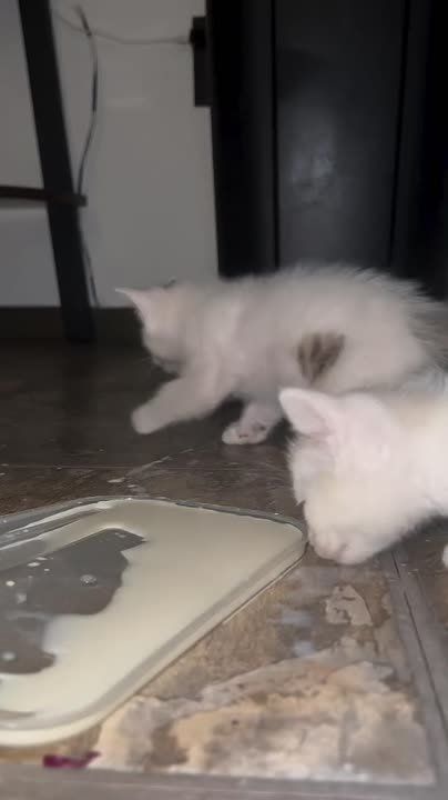   ,   